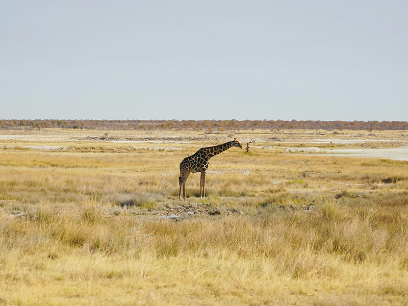 Etosha