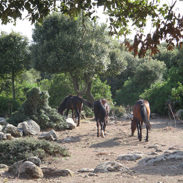 Piana di Gesturi