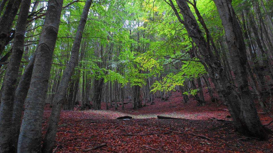 Bosco del Fato Nero