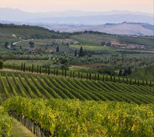 Vigne del Chianti