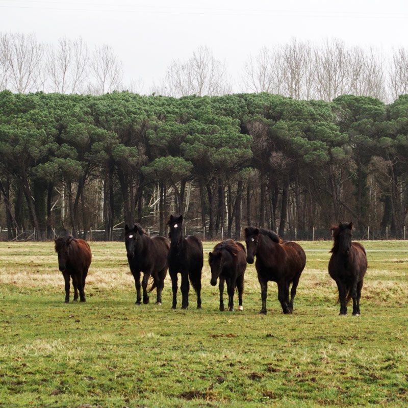 Tenuta San Rossore | Caravanbacci.com