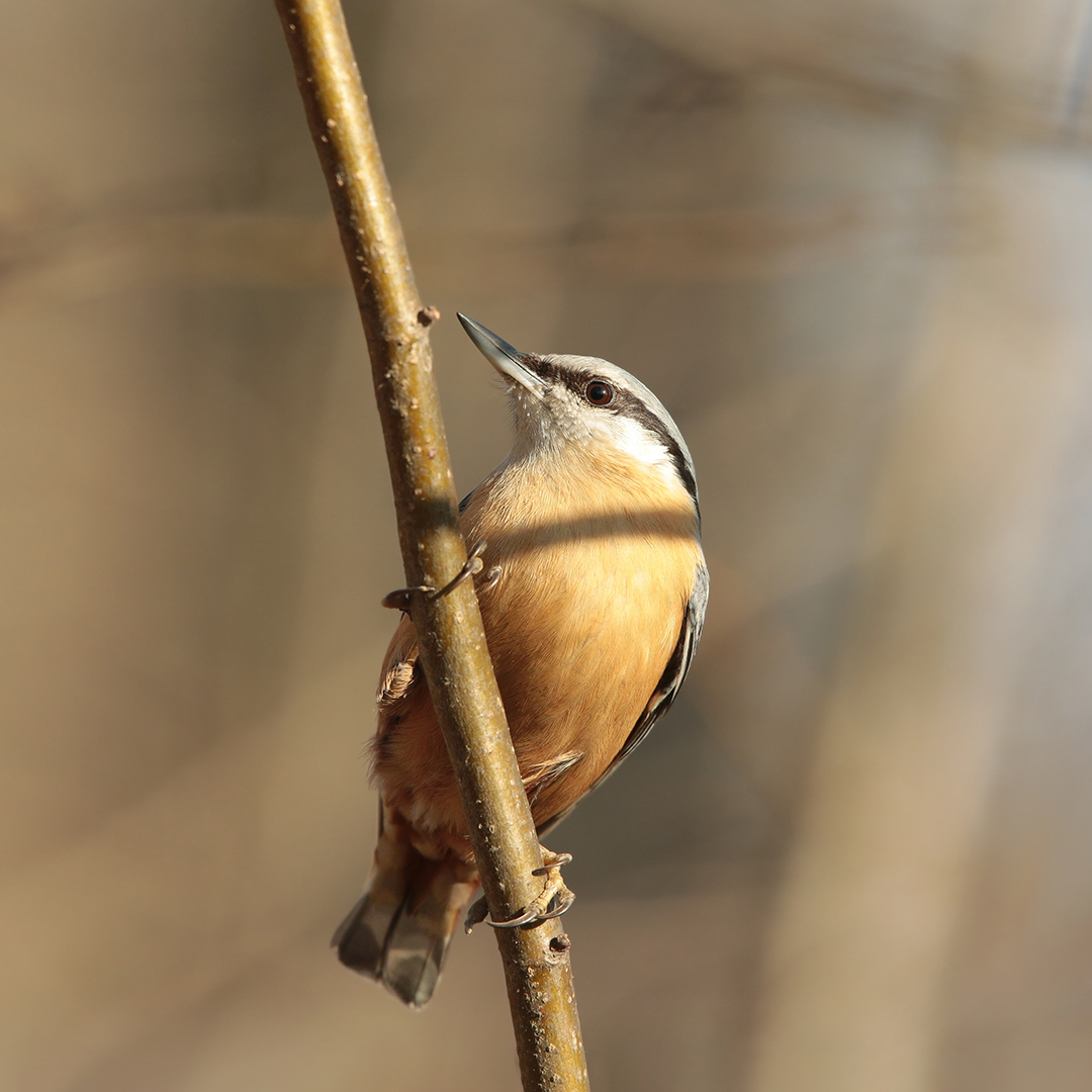 Caravanbacci - Idea weekend con il camper: birdwatching in Toscana